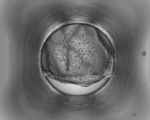 X0000098181333200805081015