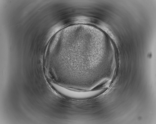 X0000098181337200805081015