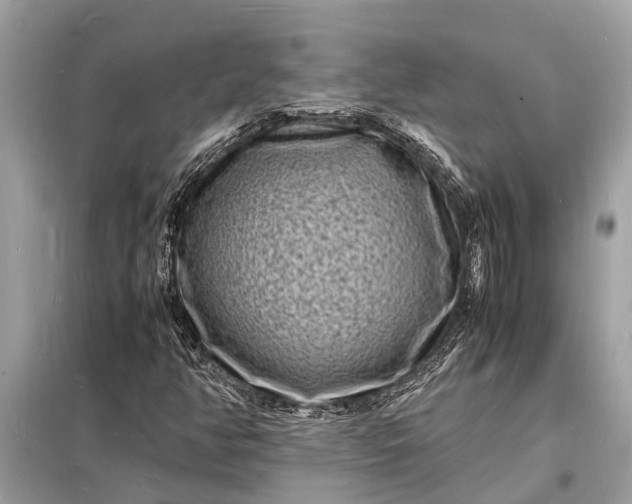 X0000098181350200805081015