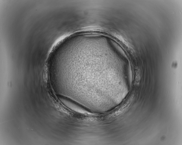 X0000098181358200805081015