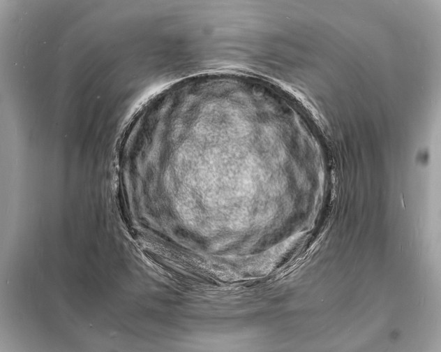 X0000098181363200805081015