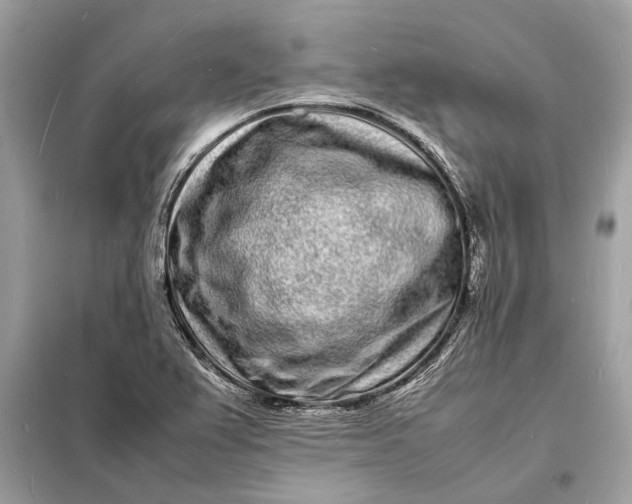 X0000098181367200805081015