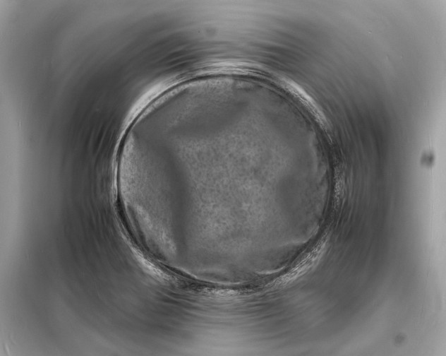 X0000098181370200805081014