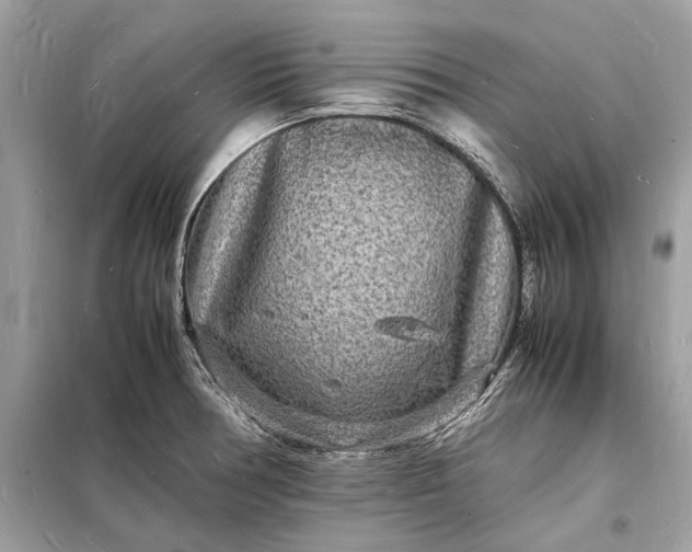 X0000098181378200805081014