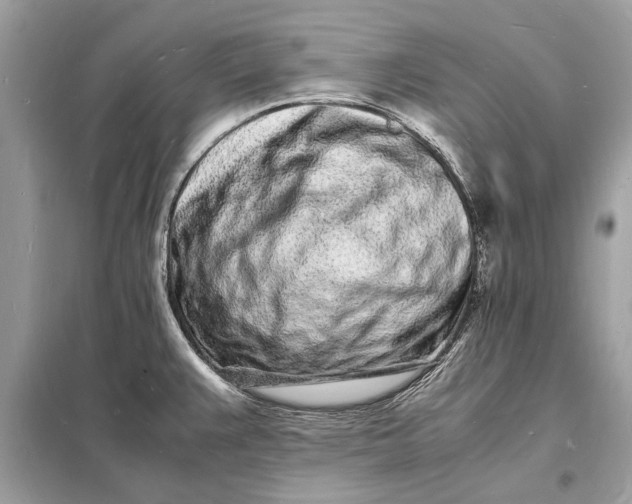 X0000098181383200805081014