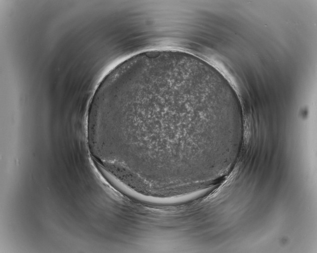 X0000098181388200805081014