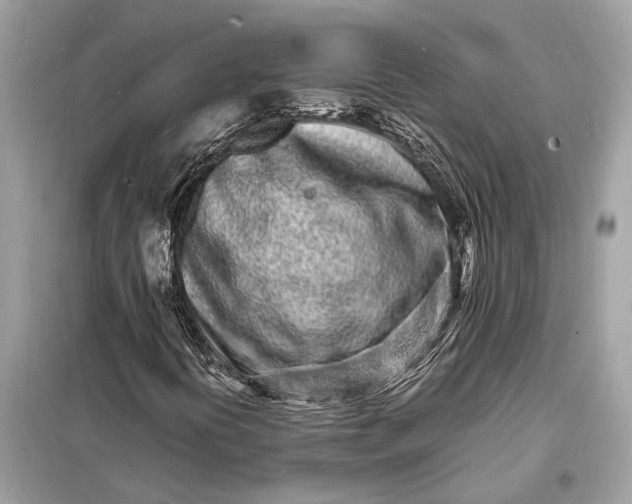 X0000098181394200805081013