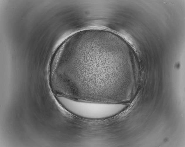 X0000098181430200805081014