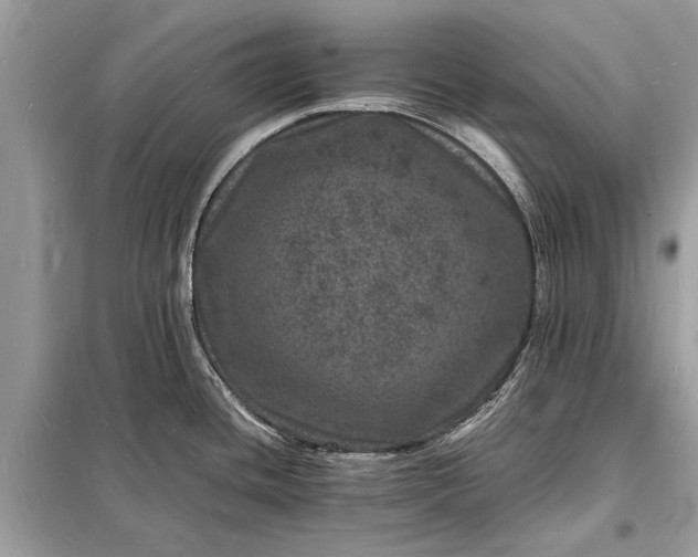 X0000098181436200805081014