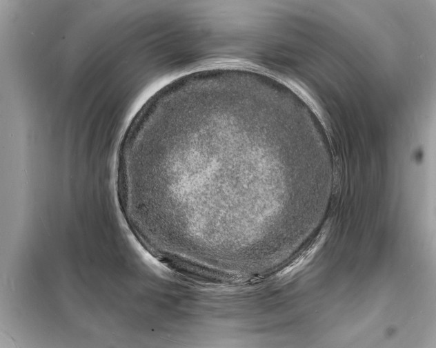 X0000098181438200805081014