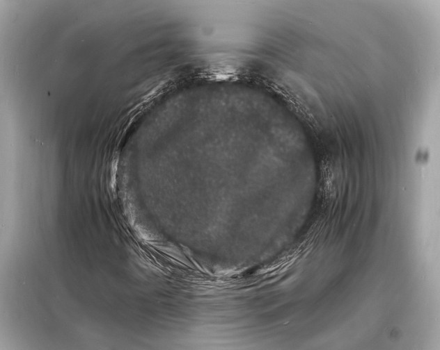 X0000098181442200805081013