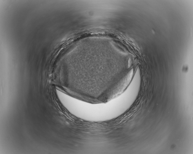 X0000098181445200805081013