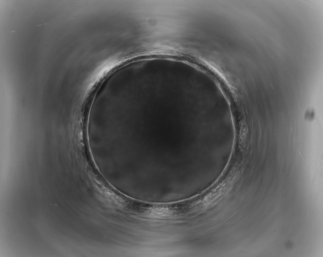 X0000098181455200805081013