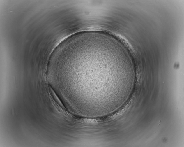 X0000098181457200805081013