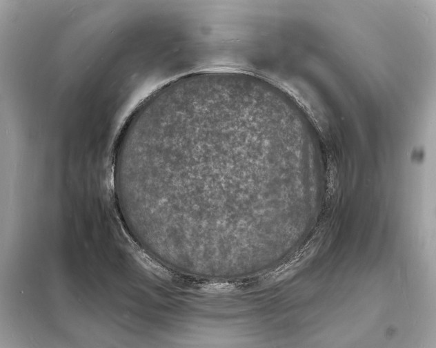 X0000098181462200805081013