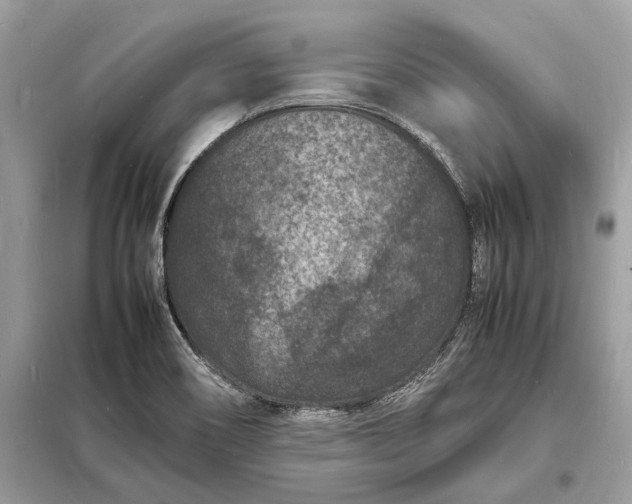 X0000098181466200805081013