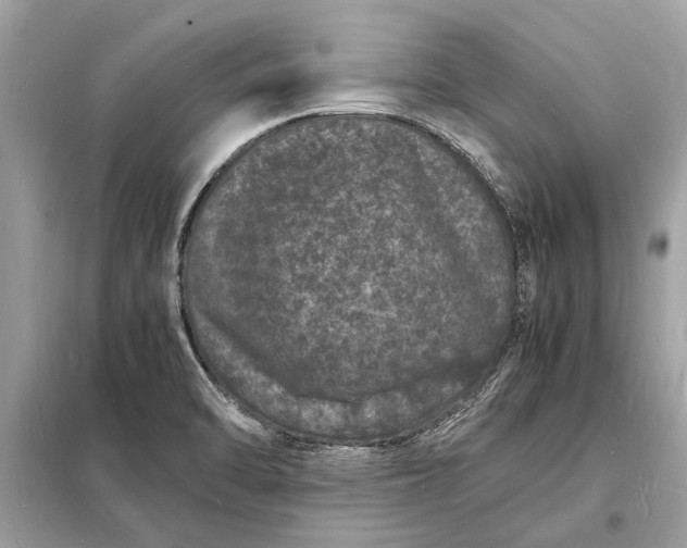 X0000098181470200805081013