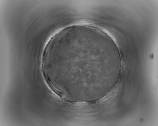 X0000098181477200805081013