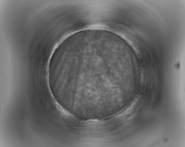 X0000098181478200805081013