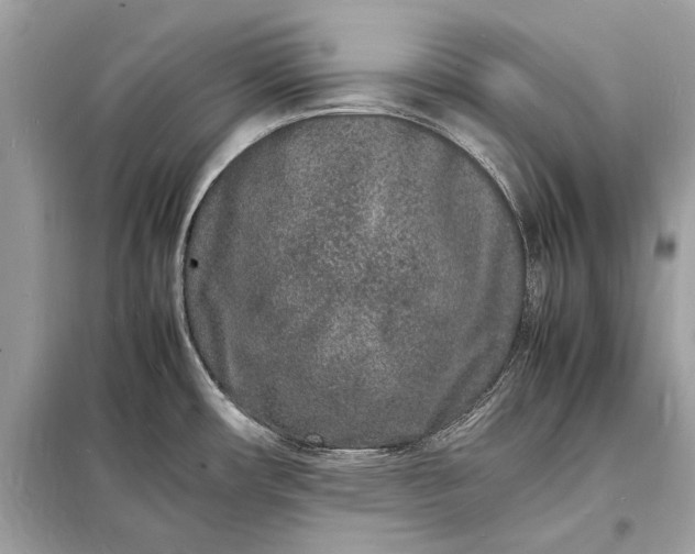 X0000098181482200805081013