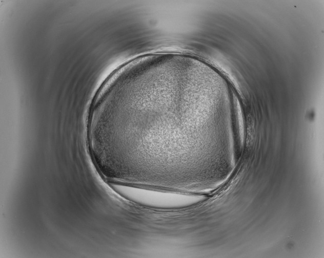 X0000098181483200805081013