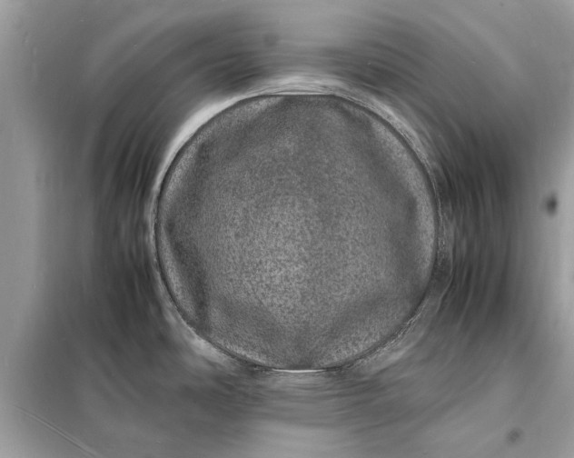 X0000098181486200805081013