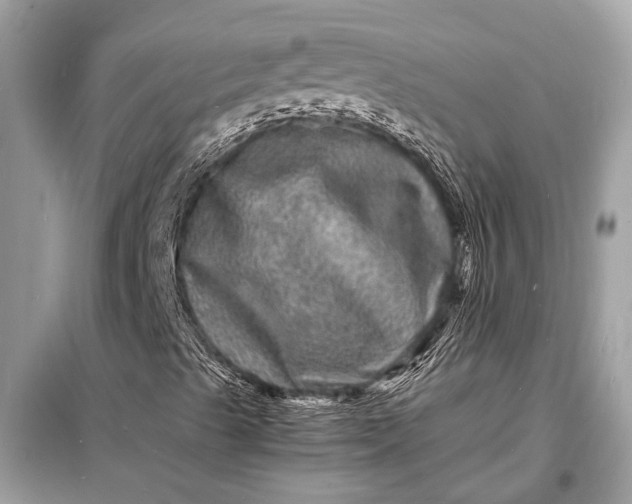 X0000098181489200805081012