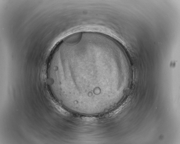 X0000098181498200805081012