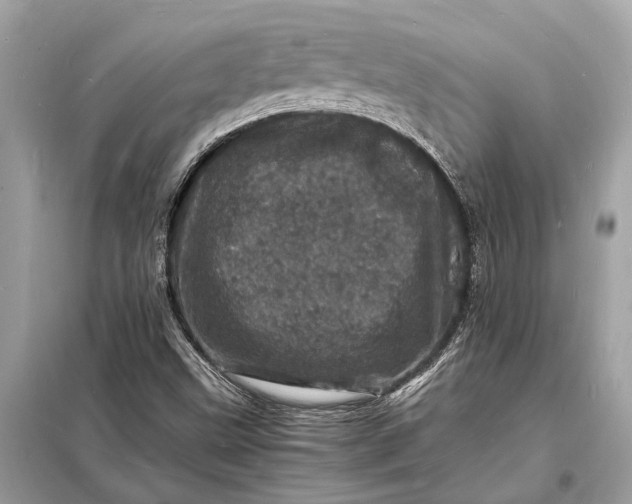 X0000098181499200805081012