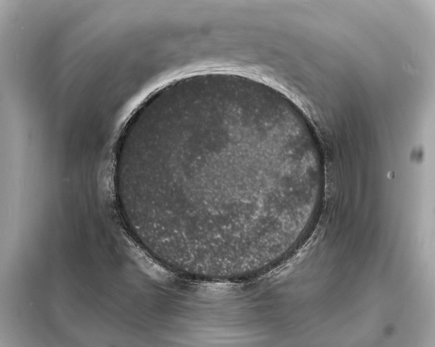 X0000098181502200805081012