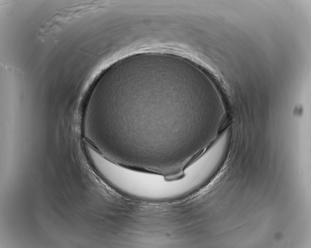 X0000098181506200805081012