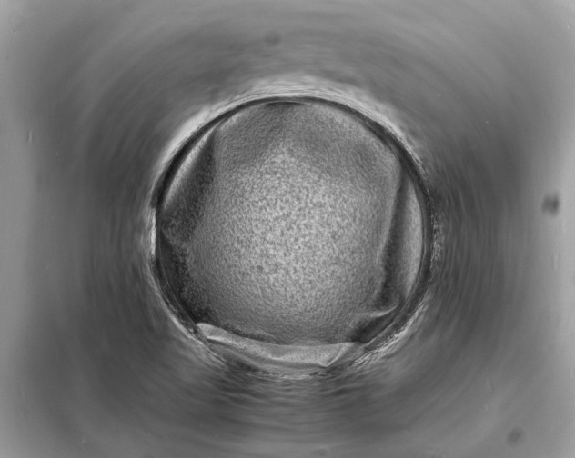 X0000098181509200805081012