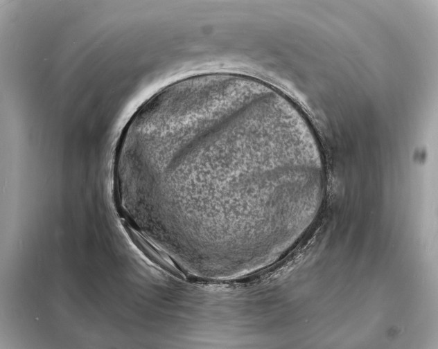 X0000098181512200805081012