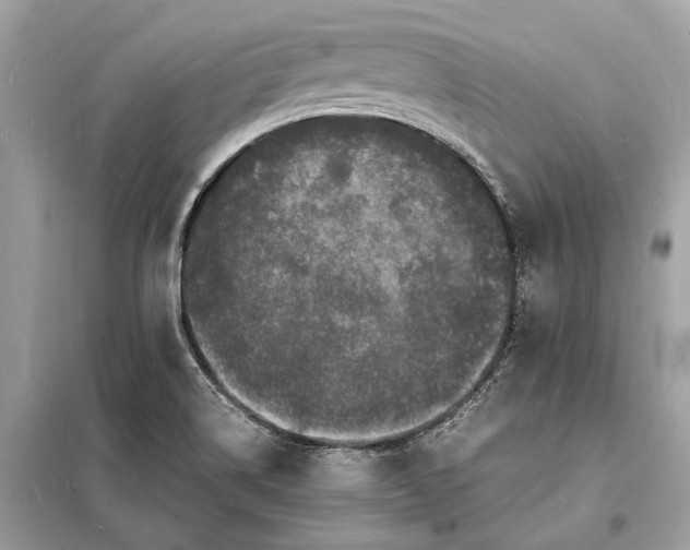 X0000098181514200805081012