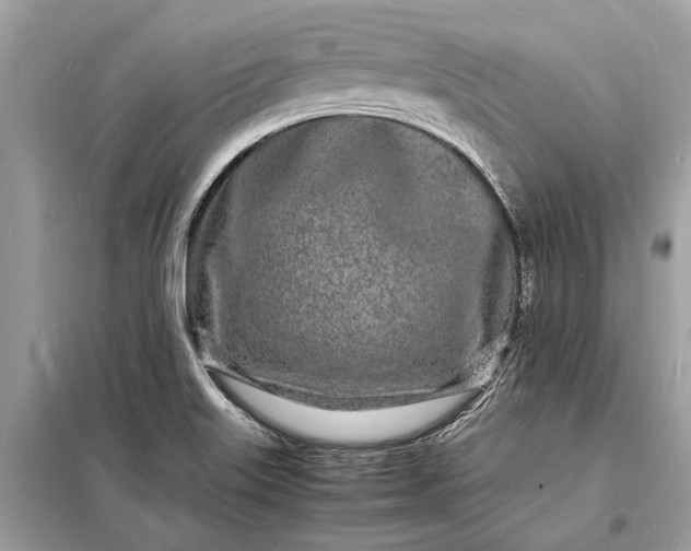 X0000098181515200805081012