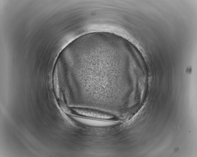 X0000098181521200805081012