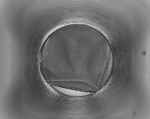 X0000098181526200805081012