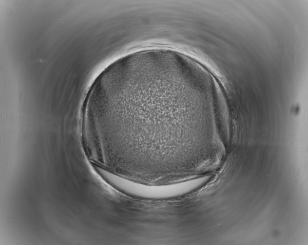 X0000098181527200805081012