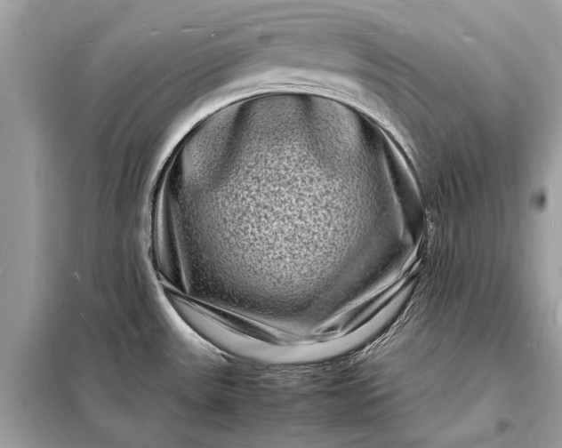 X0000098181531200805081012