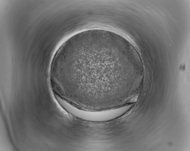 X0000098181536200805081013