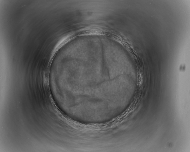 X0000098180004200805151151