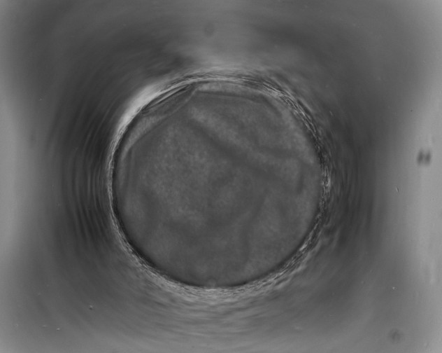 X0000098180006200805151151