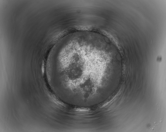 X0000098180069200805151150