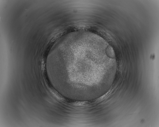 X0000098180086200805151150