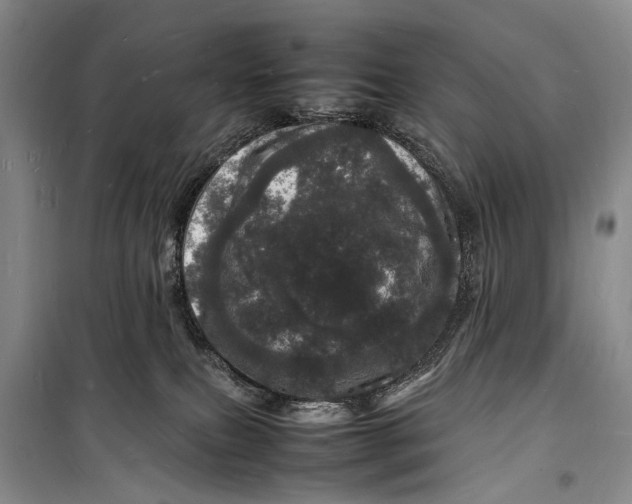 X0000098180087200805151150