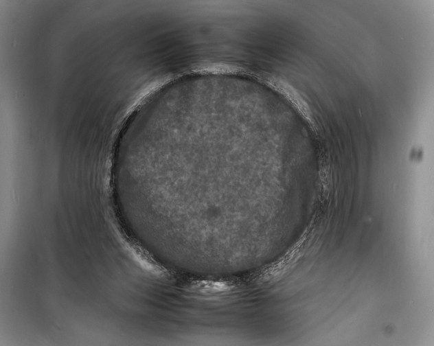 X0000098180159200805151148