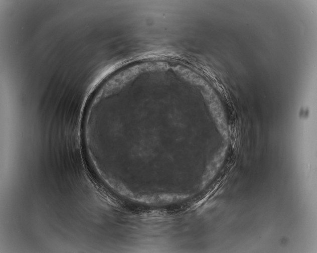 X0000098180196200805151148