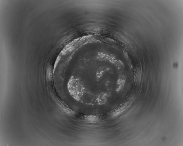 X0000098180287200805151148