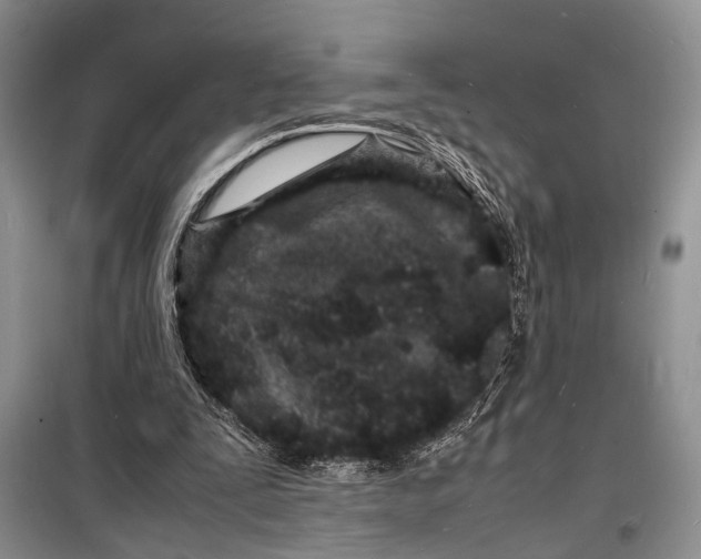 X0000098180295200805151147