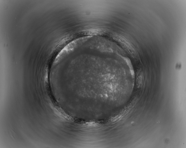 X0000098180310200805151147